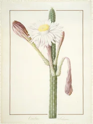 Cactus Ambiguus, 1812
